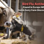 Bird Flu Antibodies Found in Europe: What the Dutch Dairy Farm Discovery Signals